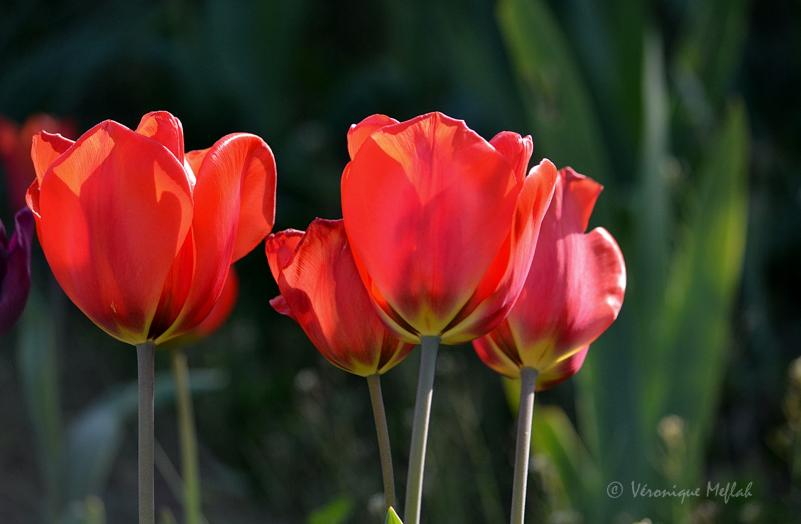 Parc Floral de Paris : des tulipes de toutes les couleurs