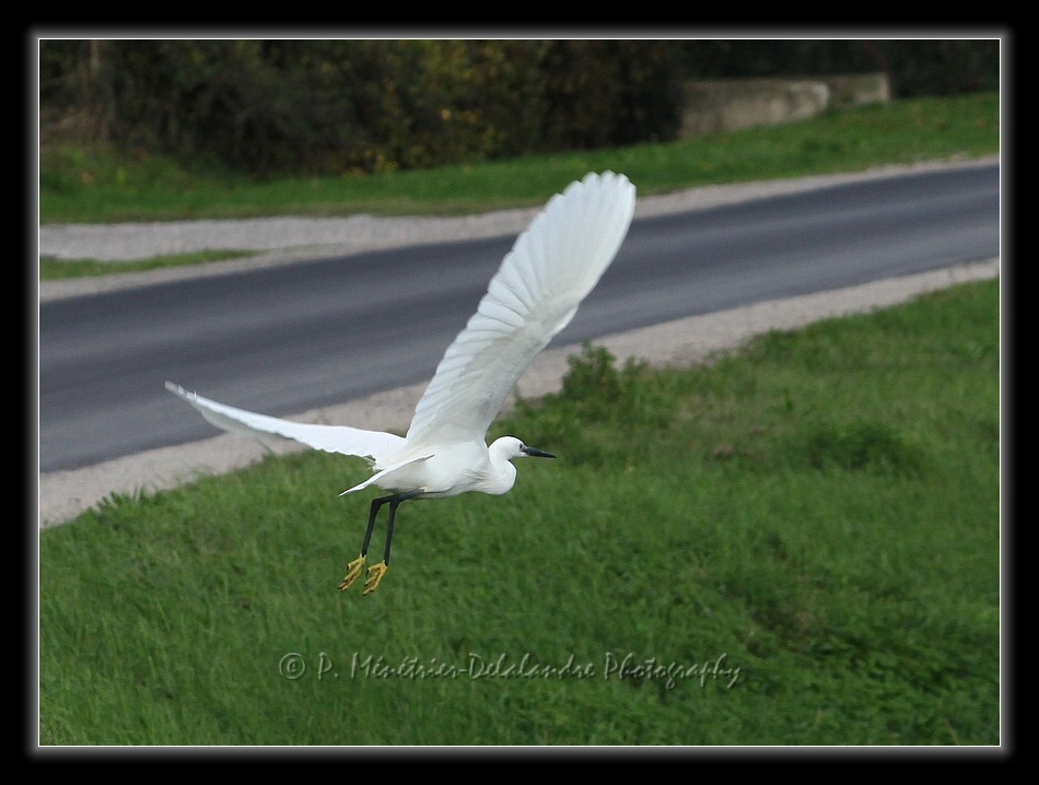 Envol d'une aigrette garzette...