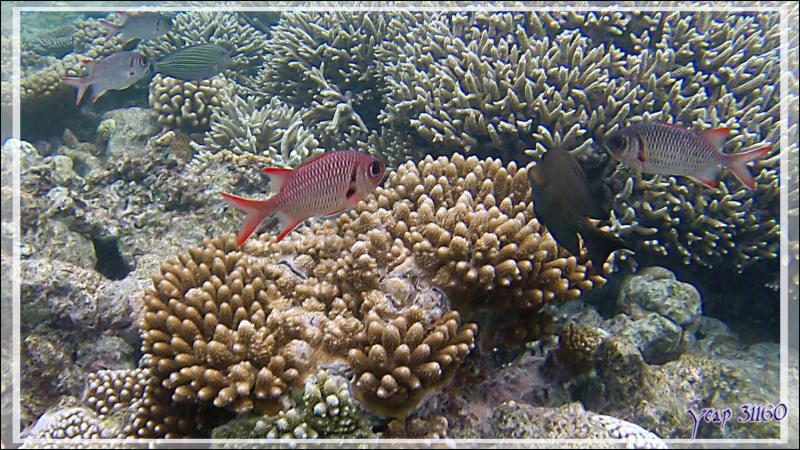 Poisson-soldat à grands yeux ou à œillères, Pinecone soldierfish (Myripristis murdjan) - Snorkeling à Thudufushi - Atoll d'Ari - Maldives