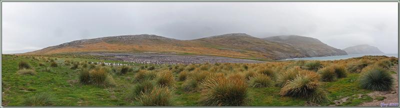 Grave Cove : le domaine des Manchots papous, Gentoo Penguin (Pygoscelis papua) - West Falkland (Malvinas, Malouines) - Grande-Bretagne