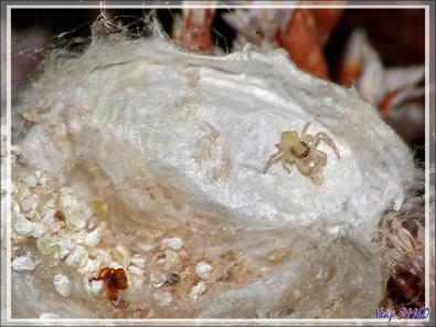 Araignée crabe Thomise enflée (Thomisus onustus) - Originaire de La Couarde - Île de Ré - 17