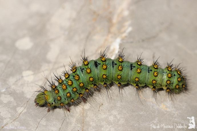 Chenille du Petit paon de nuit (Saturnia pavonia)