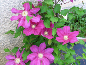 Les fleurs communiquent