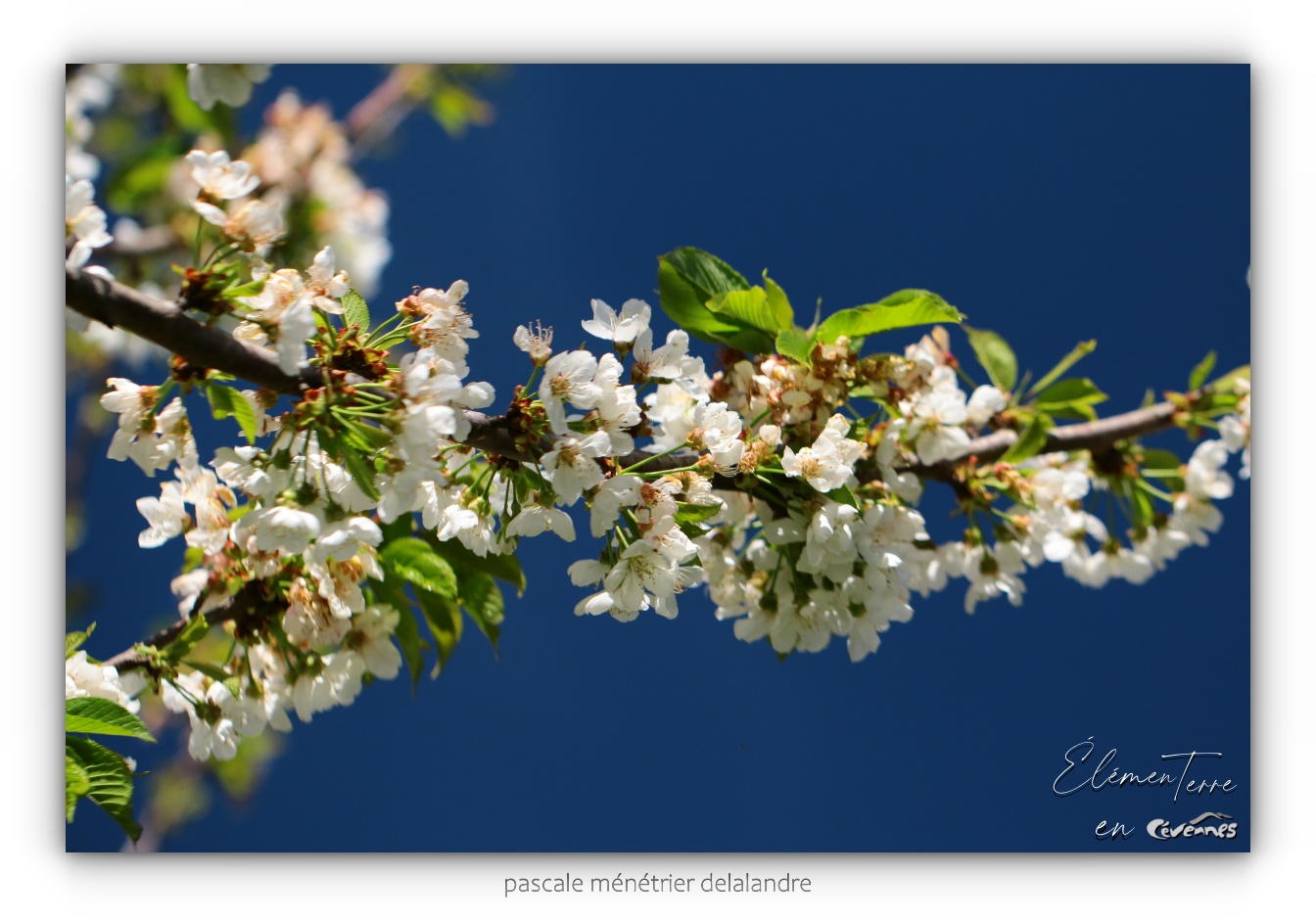 Cerisier