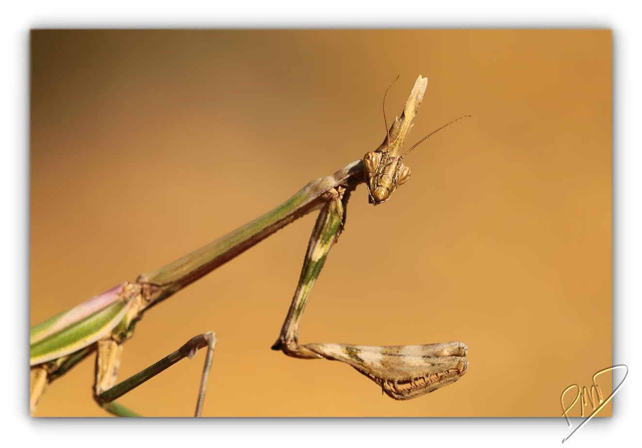 Empuse commune ♀ - Empusa pennata
