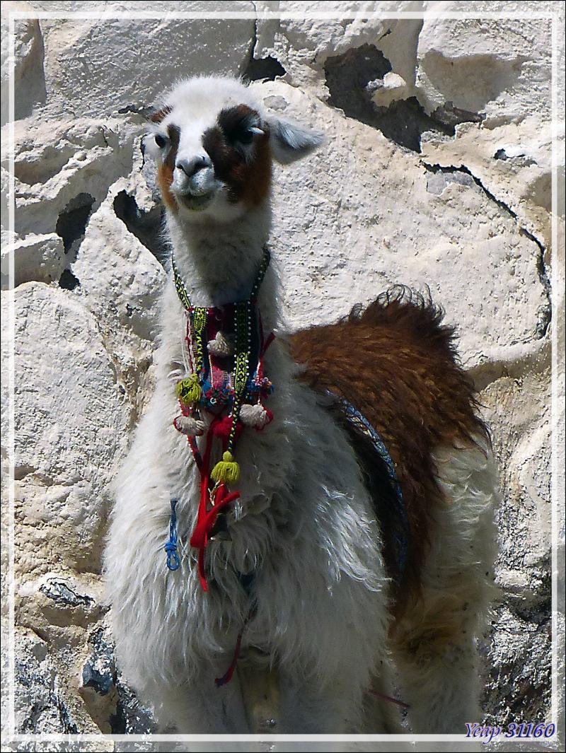 Escale "technique" pour notre guide à Achoma (Maca) - Canyon de Colca - Pérou