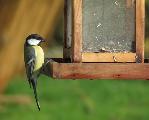 Oiseaux de mon jardin...