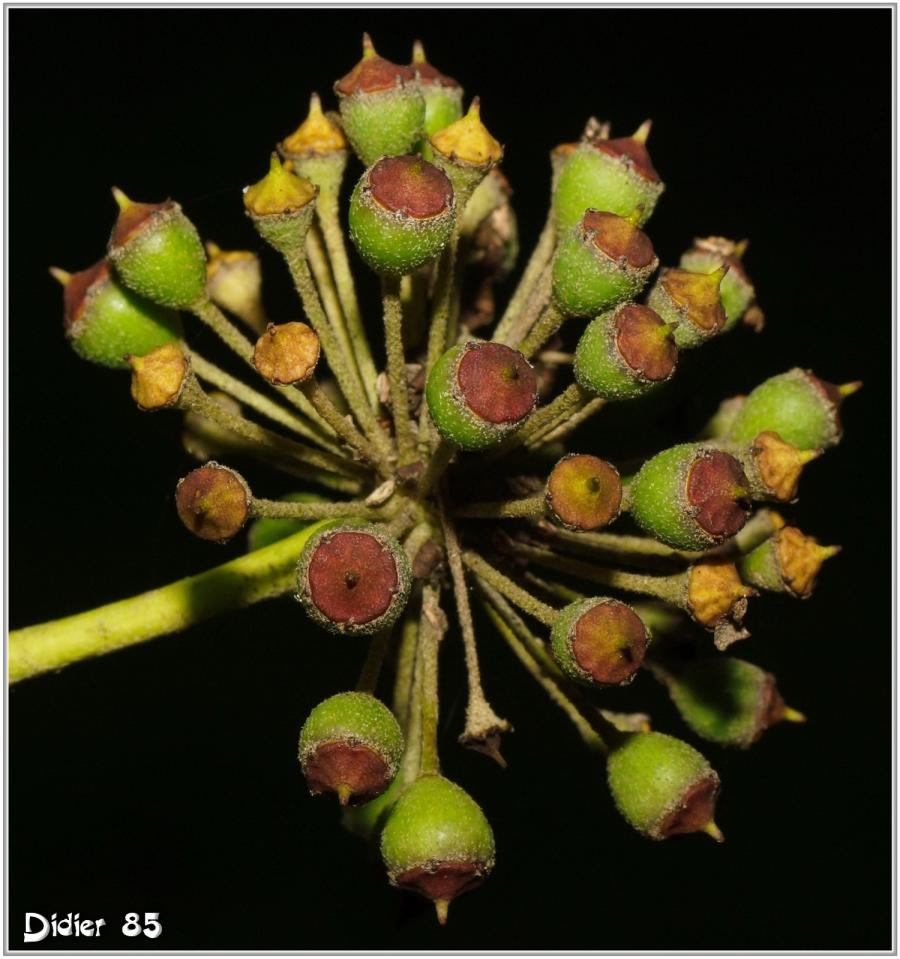 Lierre (2) - Lierre Grimpant - Lierre Commun / Hedera helix - Fruits