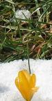 crocus 6047-2 (Copier)