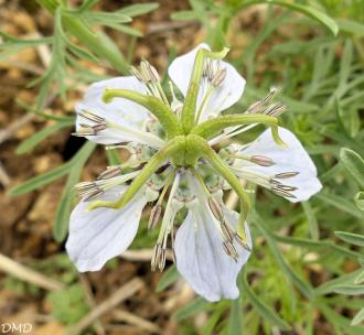 Nigella gallica  -  nigelle de France
