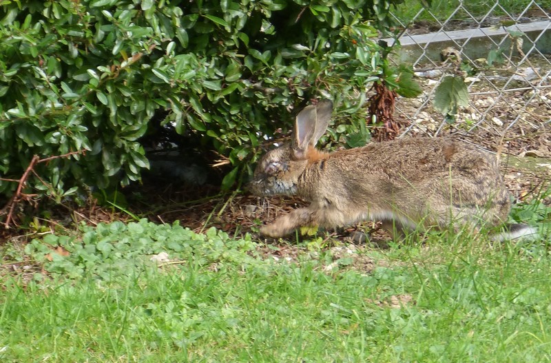 Hier les canards, aujourd'hui ...