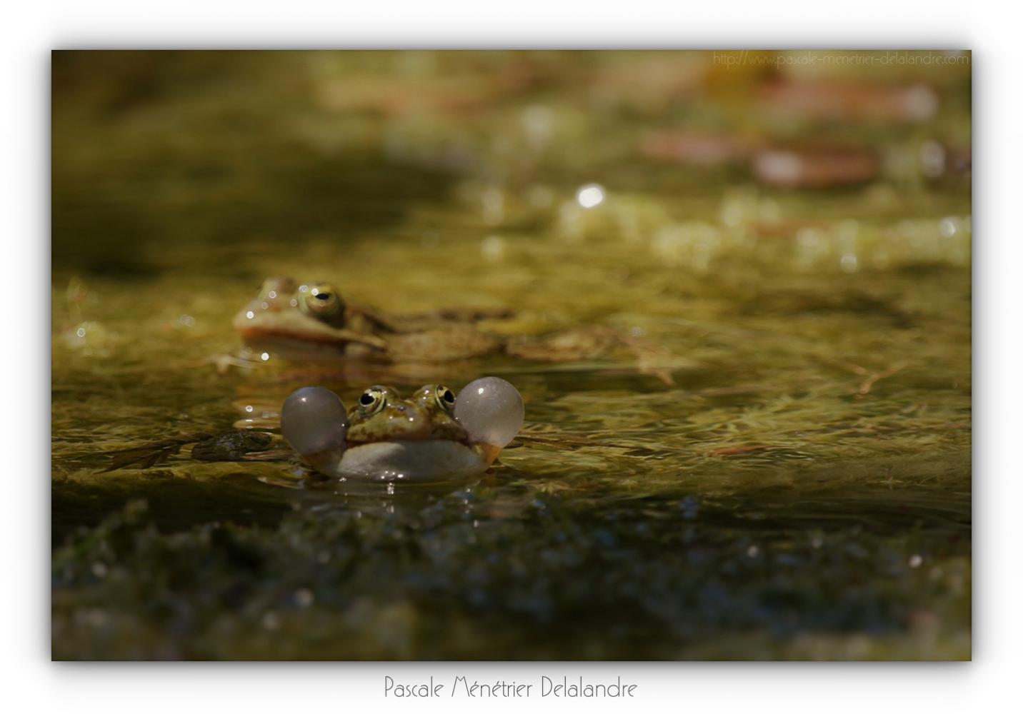 Grenouille rieuse - Pélophylax ridibundus