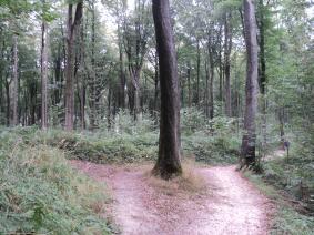 * Au Mont de l'Enclus 2