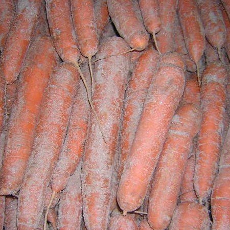 carottes.jpg