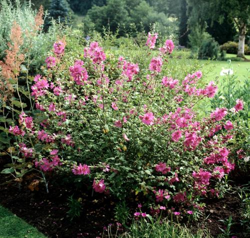 Fleurs cultivées : Lavatère