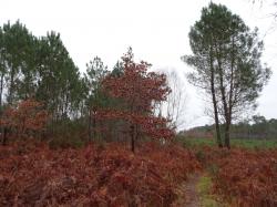 CR / RANDO 15 / ST-MEDARD-EN-JALLES