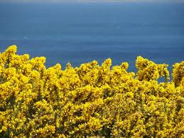 -Plantes emblématiques (bruyère, ajoncs, genêt)