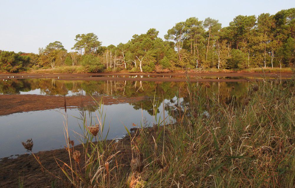 Balade dans la forêt de Saint-Brice, septembre 2024...