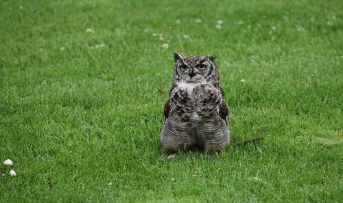 ... et le hibou bouda...?