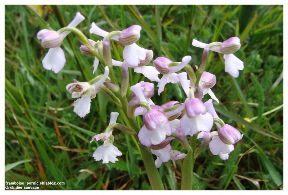 Orchis mâle ou orchidée sauvage