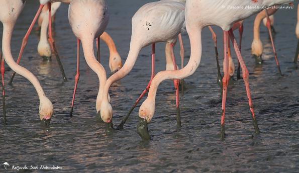Flamants roses en patouille dans la vase...