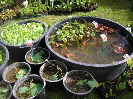 Plantes_en_f_te_au_Jardin_de_Lakas___la_Plaine_sur_mer__45_