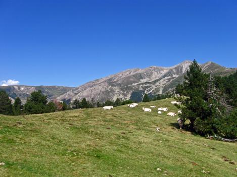 Sur les hauteurs d'une vallée âpre - Le Tour du Vallespir - Etape 3 : Saint-Guillem - Prats-de-Mollo  15 kms.