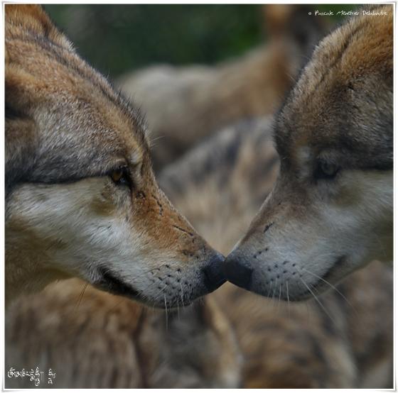 Loups de Sibérie (Canis lupus albus)