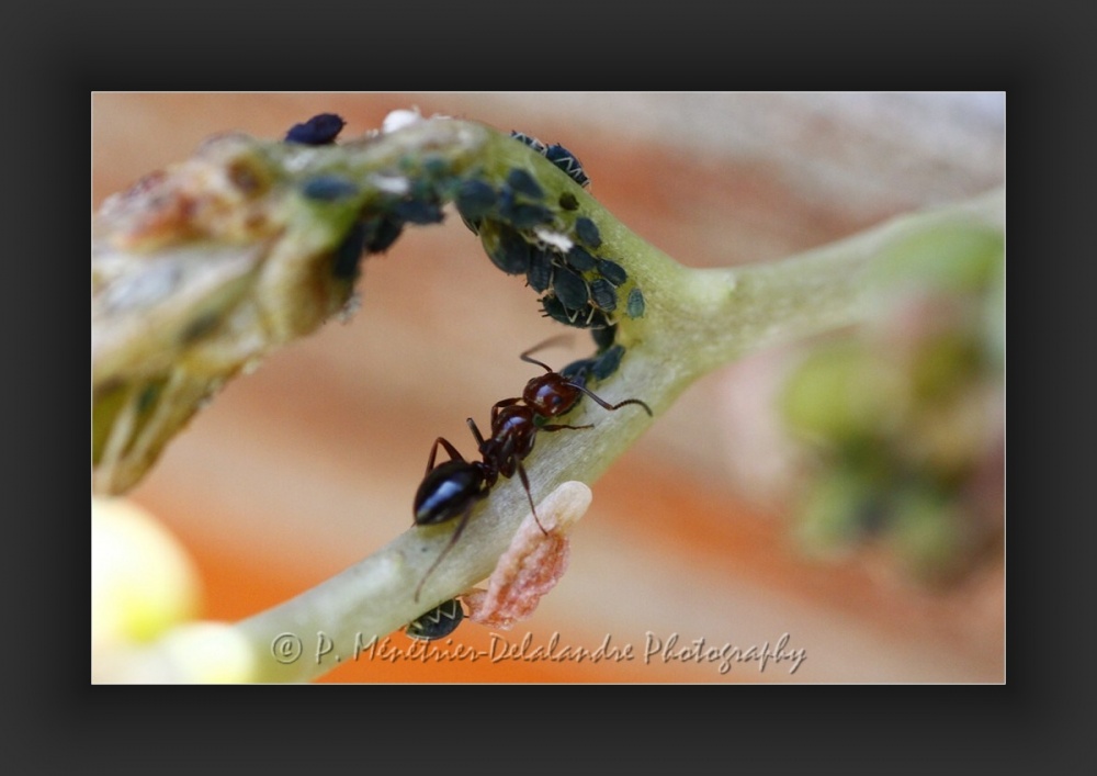 Fourmis et pucerons...