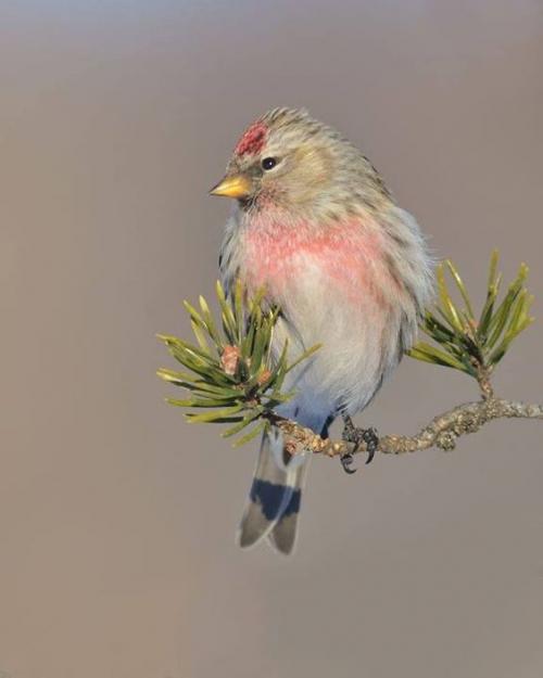 oiseaux en peinture (suite)