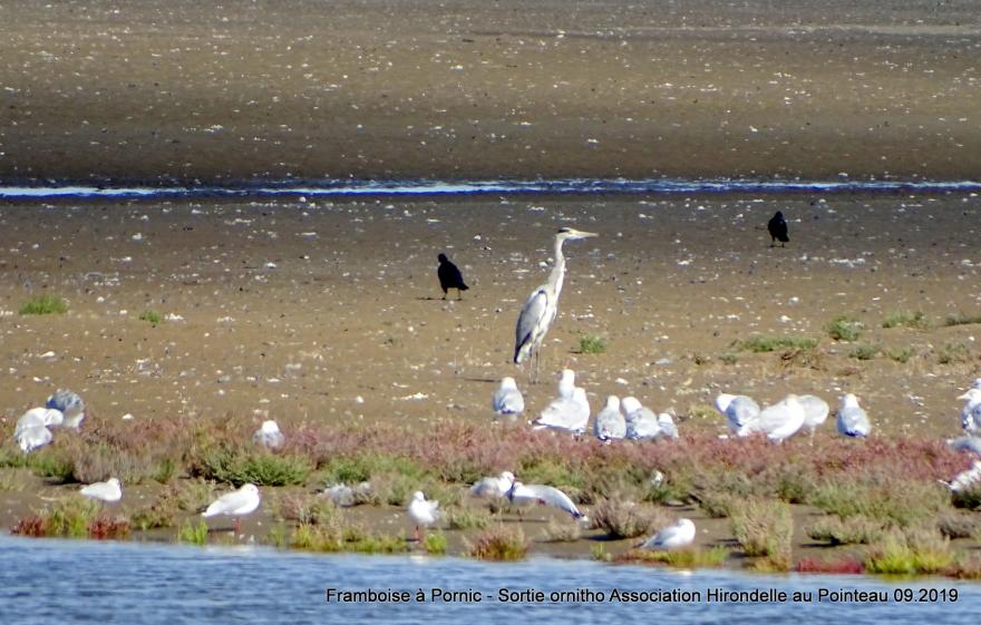 Sortie Ornitho à St Brévin