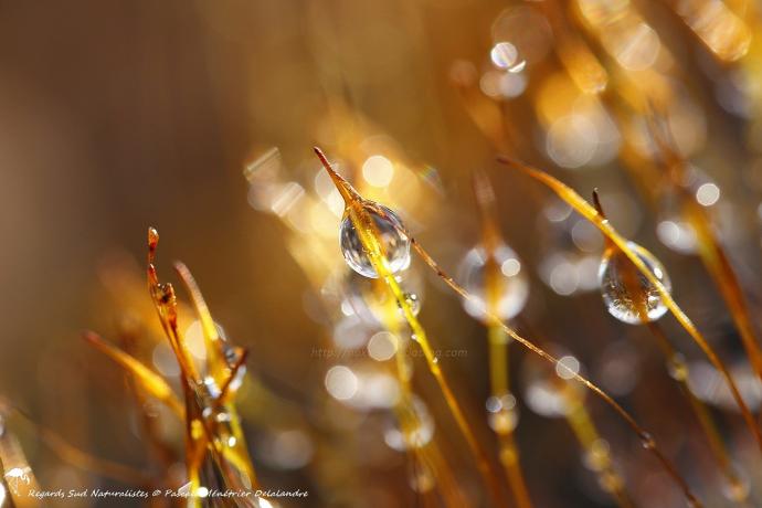Perles d'eau sur la mousse