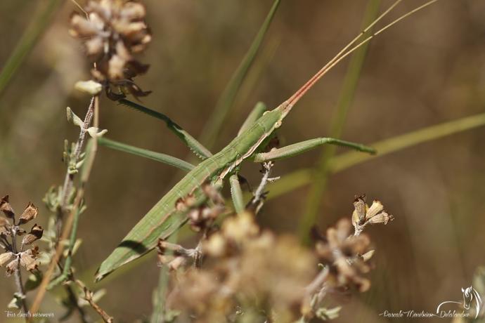 Magicienne dentelée ♂ immature 