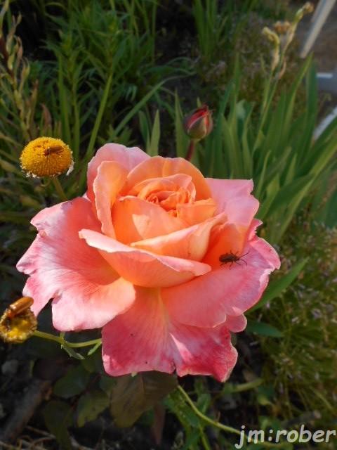 Le petit tour du jardinier du matin 