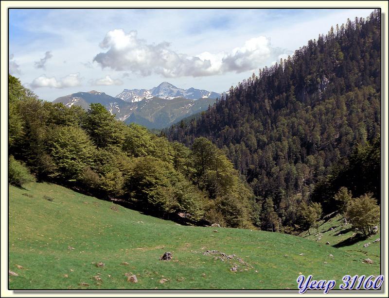 Le Crabère (2629 m) vu de l'estive sud (estive de Larreix) du Cagire (1911 m) - 31