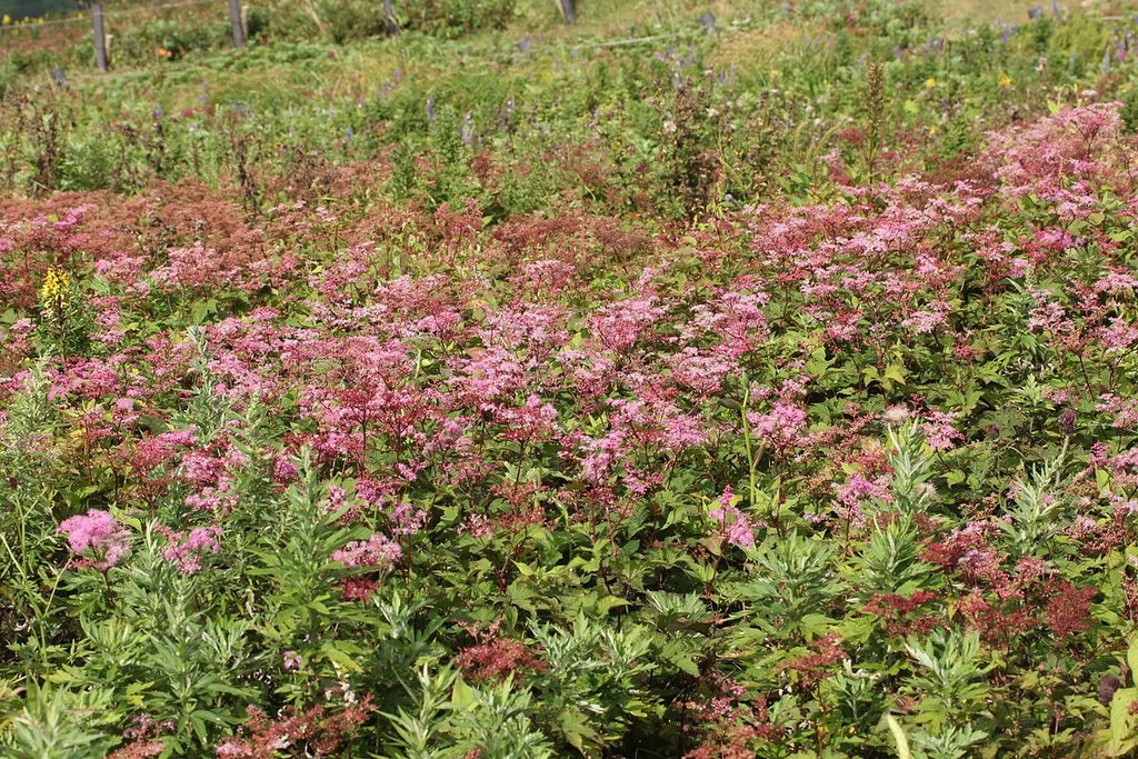Filipendule Filipendula