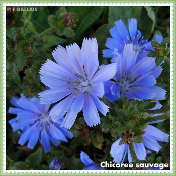 Chicoree sauvage-Cichorium intybus