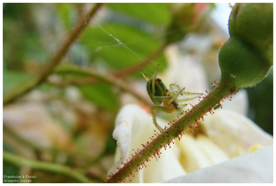 Araignée courge