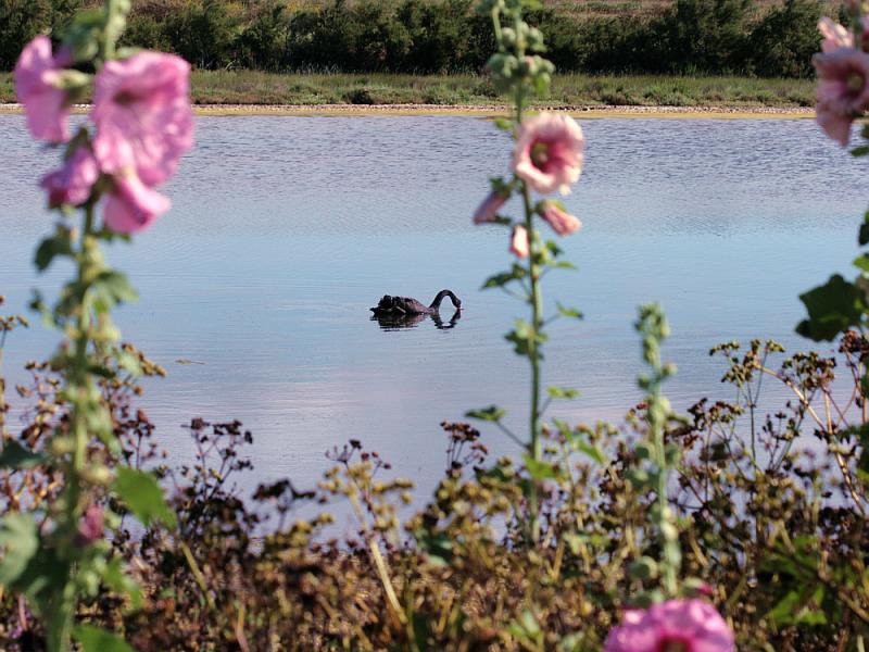 Le cygne noir et les roses trémières (Alcea rosea) - Ars-en-Ré - Ile de Ré - 17 posté le mardi 03 mars 2009 