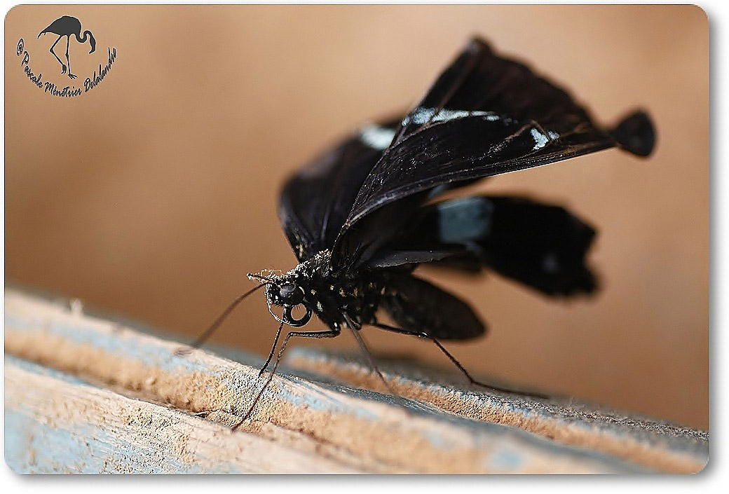 Papillon exotique non identifié...