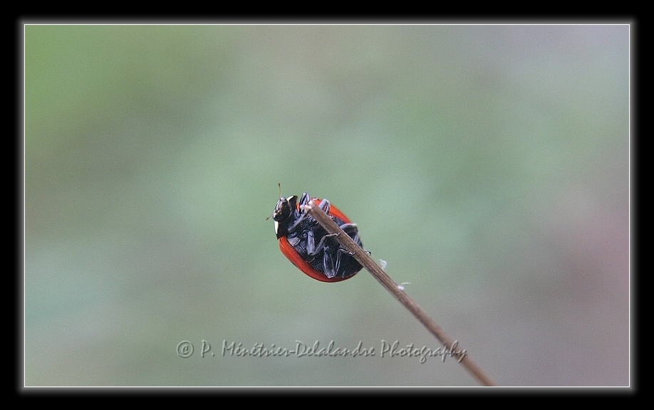 Balade d'une coccinelle...