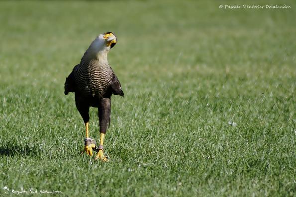 Caracara huppé