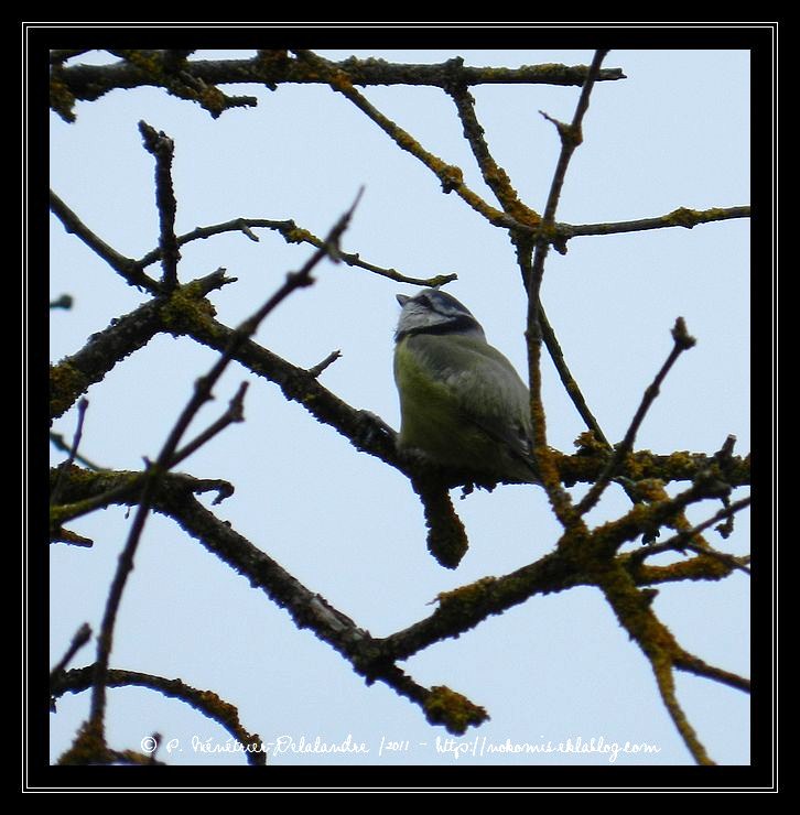 Mésange bleue...