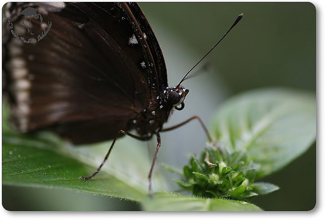Chilasa clytia - Australie - Papilionidae