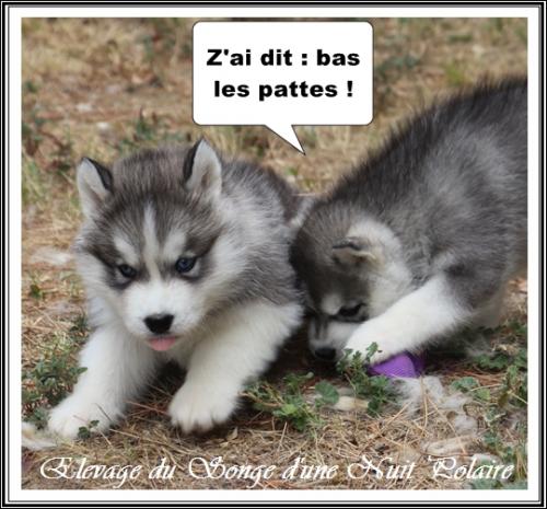 Portée de Lakmé (1er septembre 2023)