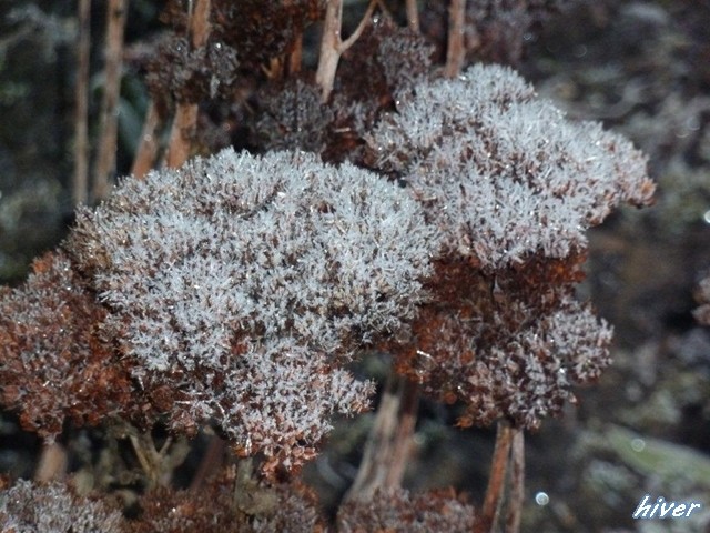 "Sedum" ....