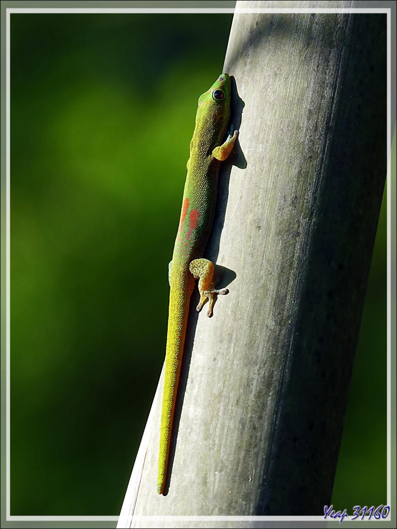 Gecko diurne à poussière d'or (Phelsuma laticauda) - Nosy Be - Madagascar
