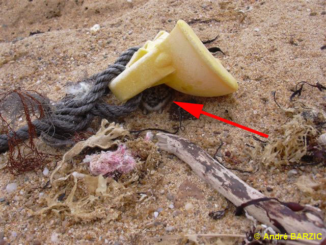 Nettoyage de plage : une vraie fausse bonnée idée.