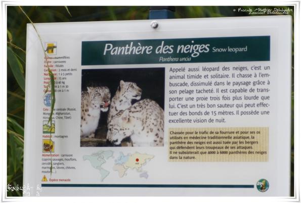 Panthère des neiges