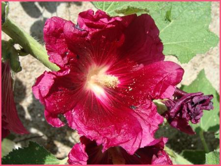 Roses_Tr_mi_res__3_